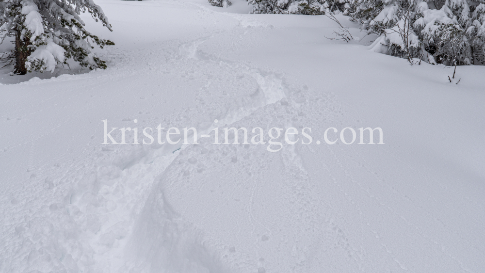 Tiefschneespur von Skifahrer durch den Wald / Patscherkofel, Tirol, Austria by kristen-images.com