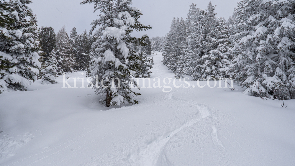 Tiefschneespur von Skifahrer durch den Wald / Patscherkofel, Tirol, Austria by kristen-images.com