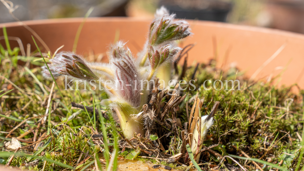 Gewöhnliche Küchenschelle vor der Blüte (Pulsatilla vulgaris) by kristen-images.com