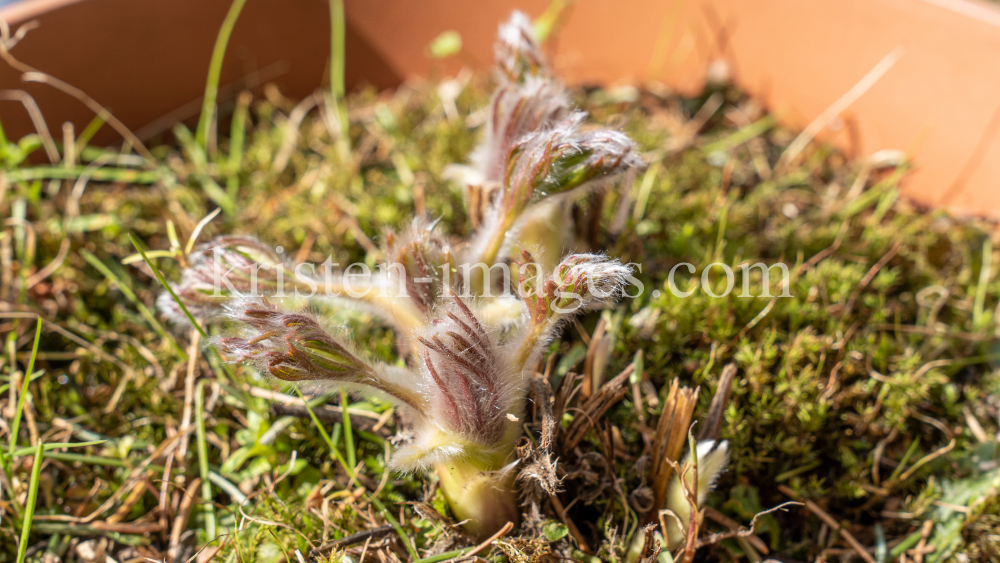 Gewöhnliche Küchenschelle vor der Blüte (Pulsatilla vulgaris) by kristen-images.com