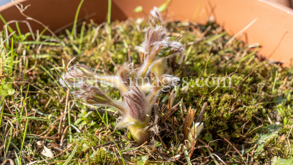 Gewöhnliche Küchenschelle vor der Blüte (Pulsatilla vulgaris) by kristen-images.com