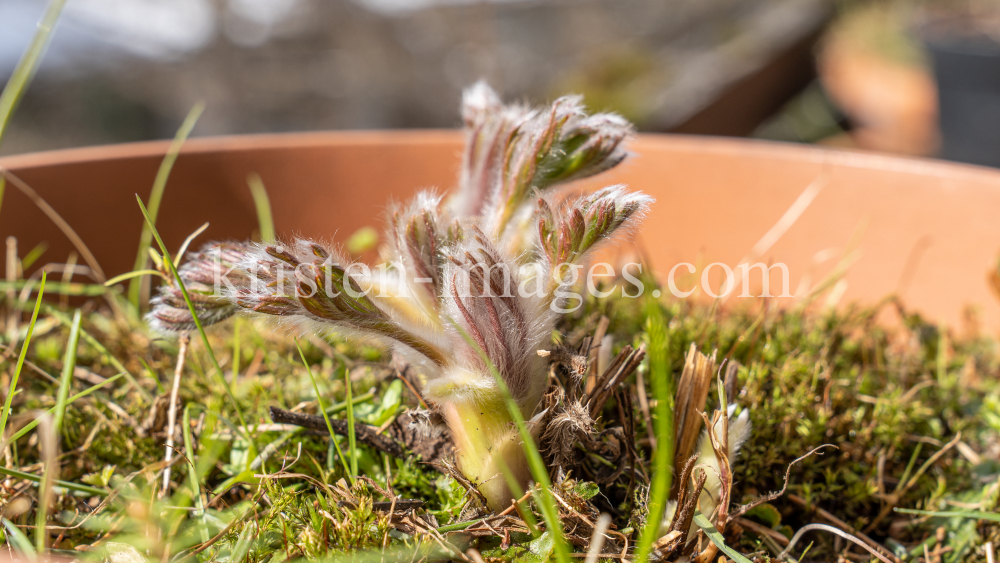 Gewöhnliche Küchenschelle vor der Blüte (Pulsatilla vulgaris) by kristen-images.com