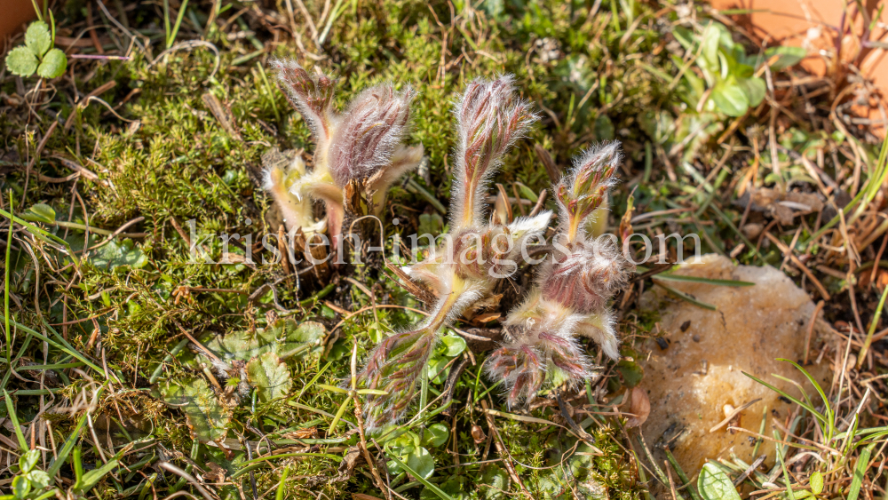 Gewöhnliche Küchenschelle vor der Blüte (Pulsatilla vulgaris) by kristen-images.com