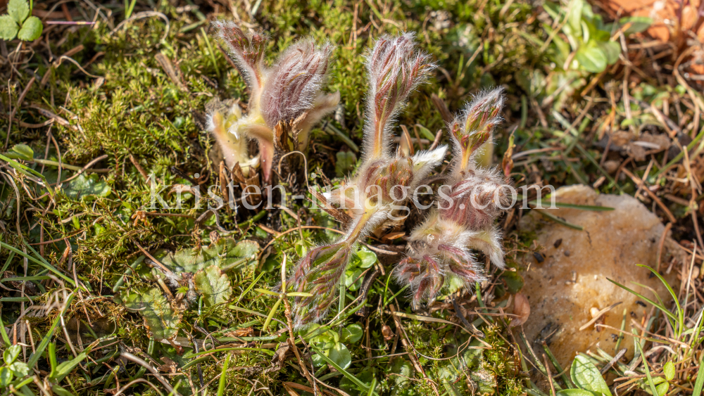 Gewöhnliche Küchenschelle vor der Blüte (Pulsatilla vulgaris) by kristen-images.com