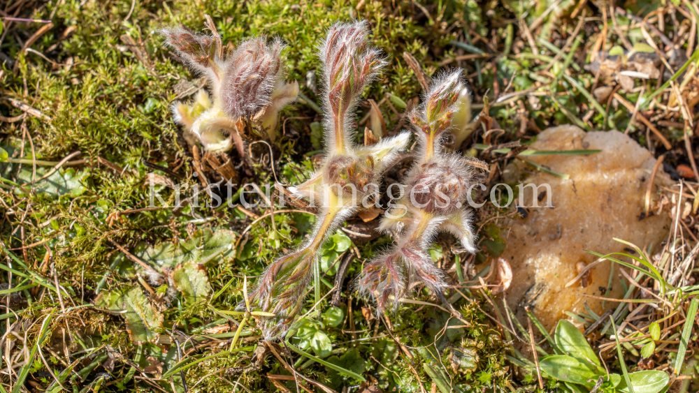 Gewöhnliche Küchenschelle vor der Blüte (Pulsatilla vulgaris) by kristen-images.com