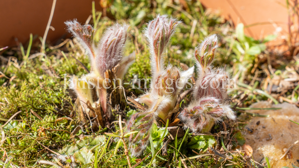 Gewöhnliche Küchenschelle vor der Blüte (Pulsatilla vulgaris) by kristen-images.com