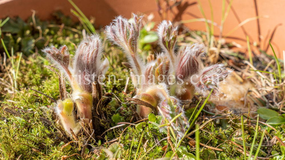 Gewöhnliche Küchenschelle vor der Blüte (Pulsatilla vulgaris) by kristen-images.com