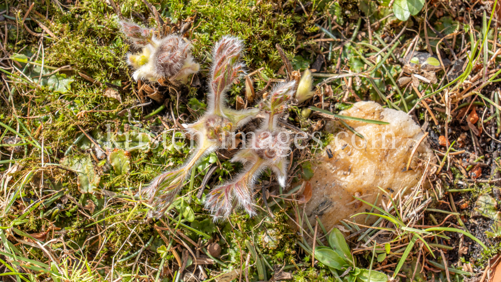 Gewöhnliche Küchenschelle vor der Blüte (Pulsatilla vulgaris) by kristen-images.com