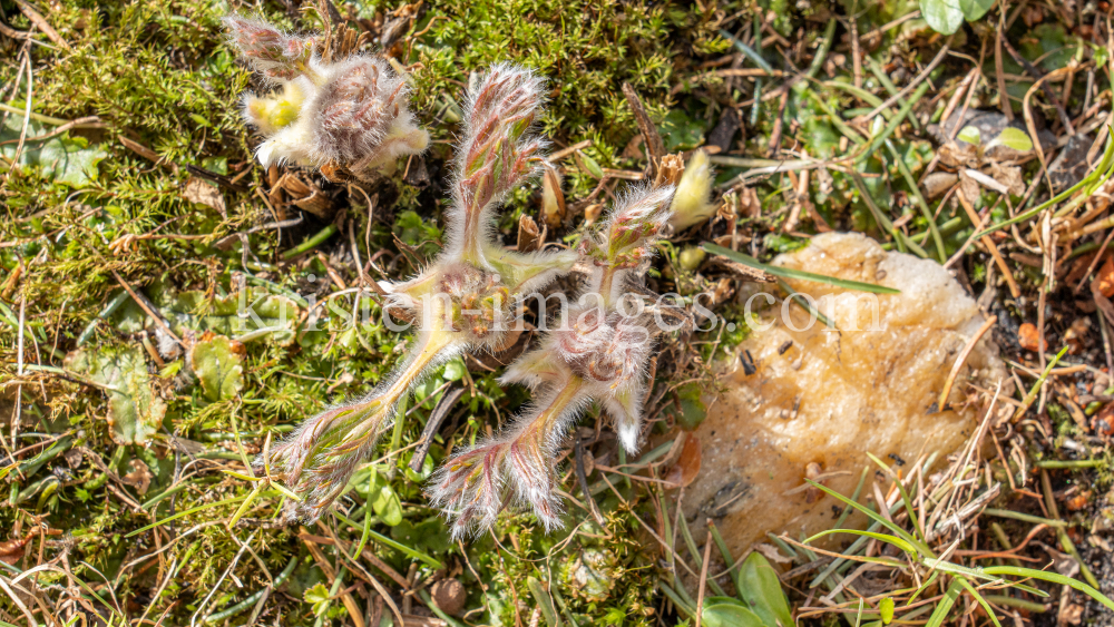 Gewöhnliche Küchenschelle vor der Blüte (Pulsatilla vulgaris) by kristen-images.com