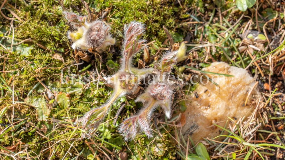 Gewöhnliche Küchenschelle vor der Blüte (Pulsatilla vulgaris) by kristen-images.com