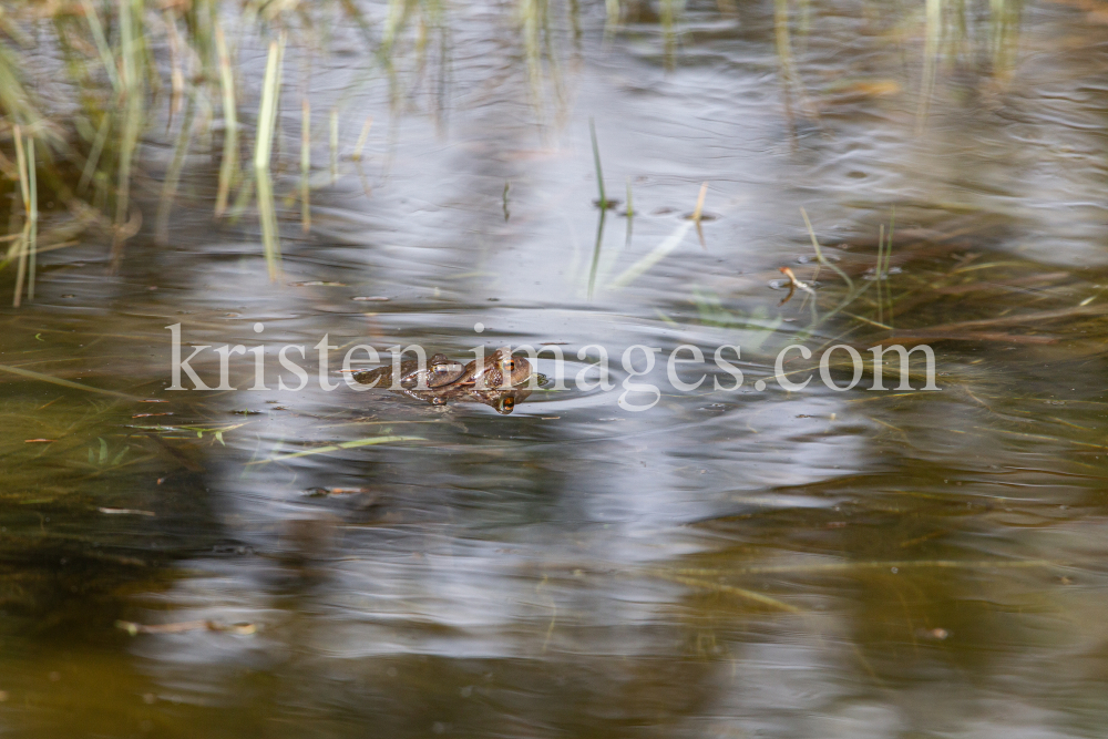 Frösche im Teich bei der Paarung by kristen-images.com