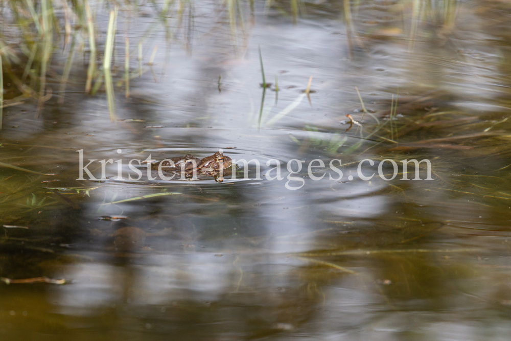 Frösche im Teich bei der Paarung by kristen-images.com