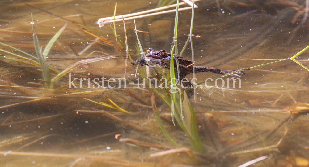 Frösche im Teich bei der Paarung by kristen-images.com