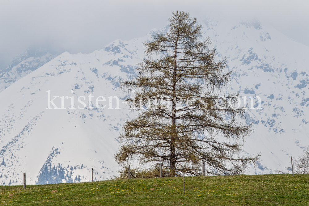 Lärche (Larix) / Lans, Tirol, Österreich by kristen-images.com