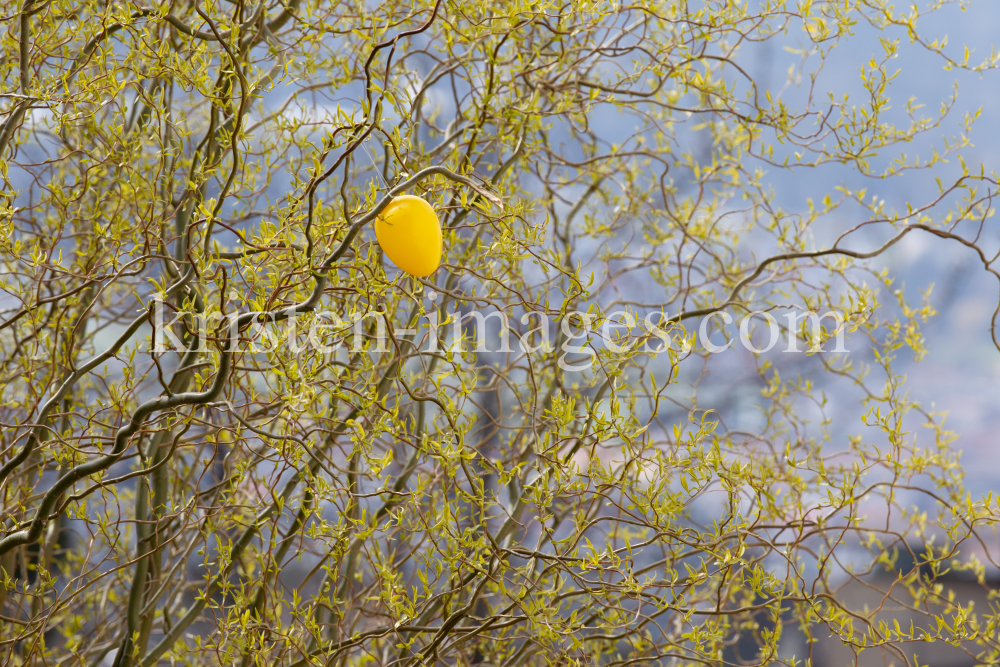 Ostereier hängen auf einer Korkenzieherweide by kristen-images.com