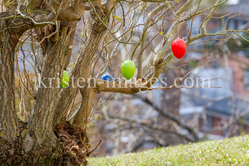 Ostereier hängen auf einer Korkenzieherweide by kristen-images.com