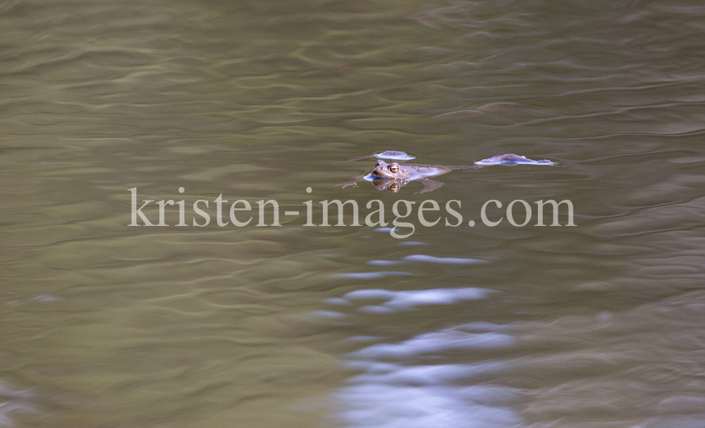 Frosch im Seerosenweiher, Lans, Tirol, &Ouml;sterreich by kristen-images.com