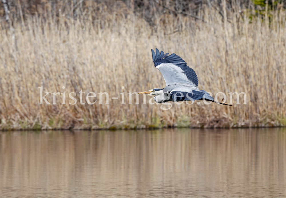 Graureiher bei der Futtersuche by kristen-images.com