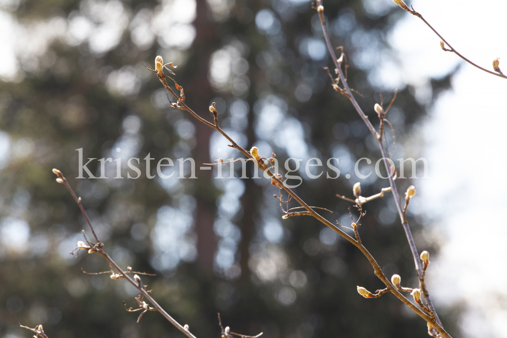  Eberesche, Vogelbeerbaum, Sorbus aucuparia by kristen-images.com