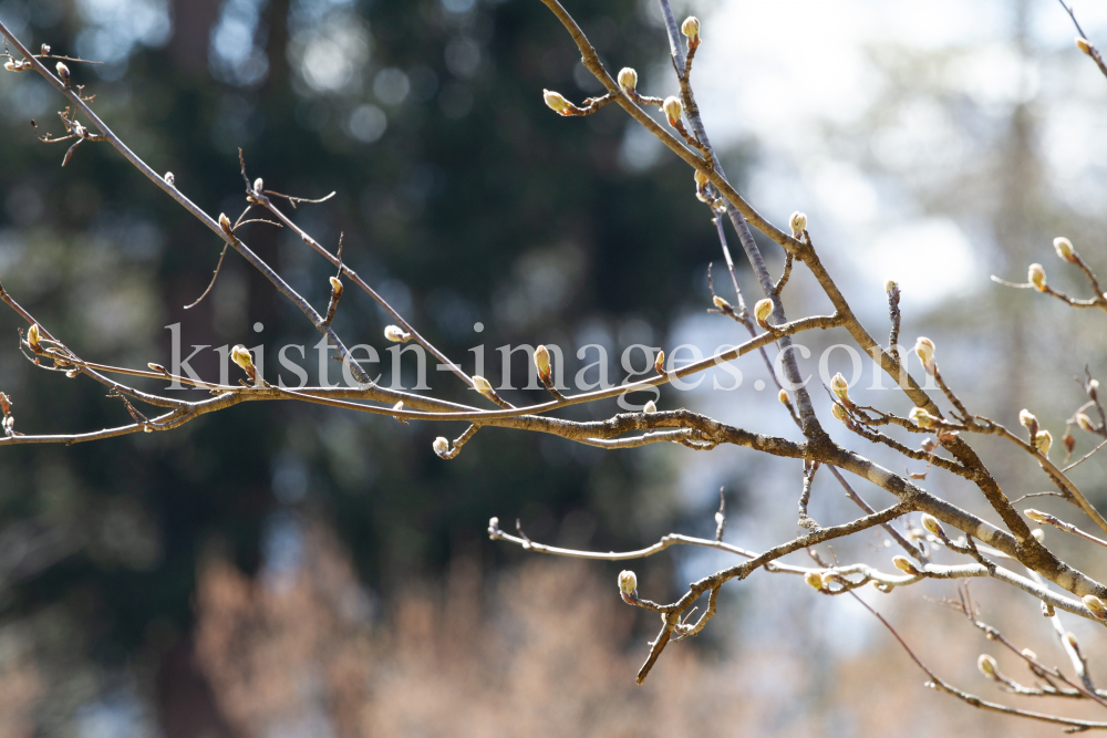  Eberesche, Vogelbeerbaum, Sorbus aucuparia by kristen-images.com