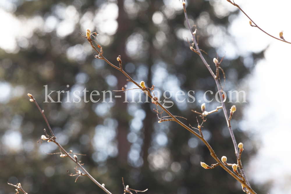  Eberesche, Vogelbeerbaum, Sorbus aucuparia by kristen-images.com