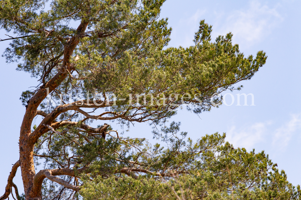 Kiefer, Föhre / Lans, Tirol, Österreich by kristen-images.com