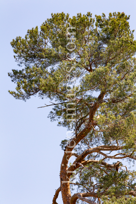 Kiefer, Föhre / Lans, Tirol, Österreich by kristen-images.com