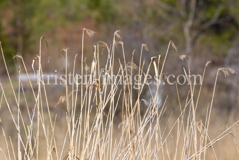 Schilf, Schilfrohr, Phragmites by kristen-images.com