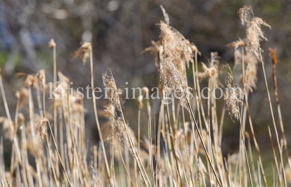 Schilf, Schilfrohr, Phragmites by kristen-images.com