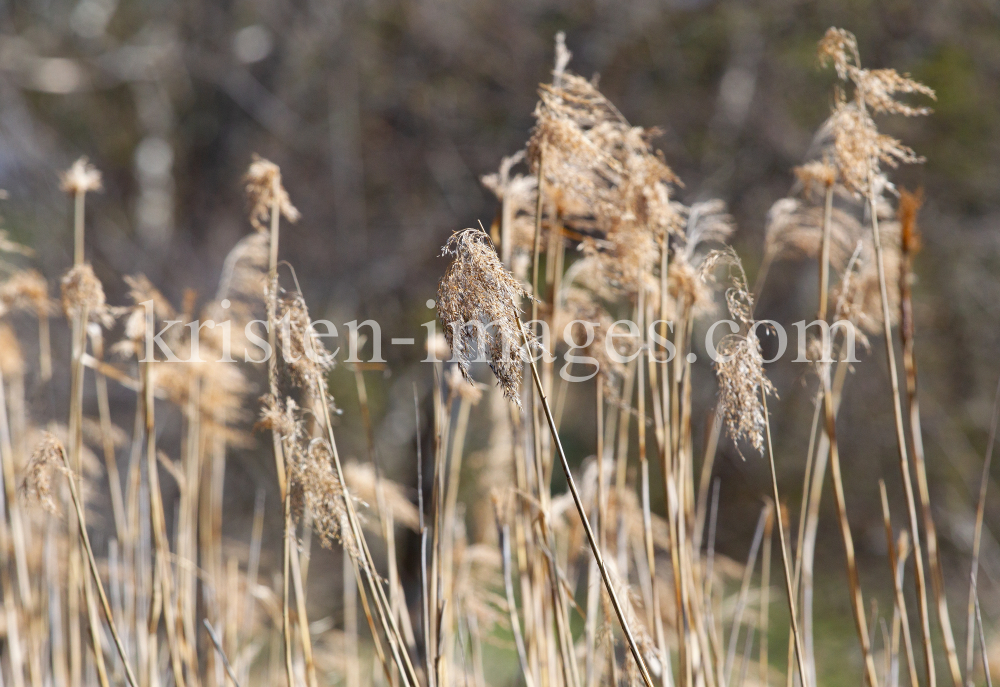 Schilf, Schilfrohr, Phragmites by kristen-images.com