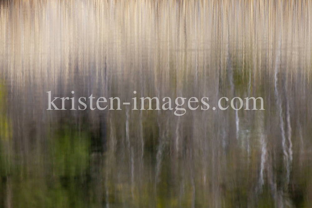 Schilf spiegelt sich im Wasser, Schilfrohr, Phragmites by kristen-images.com