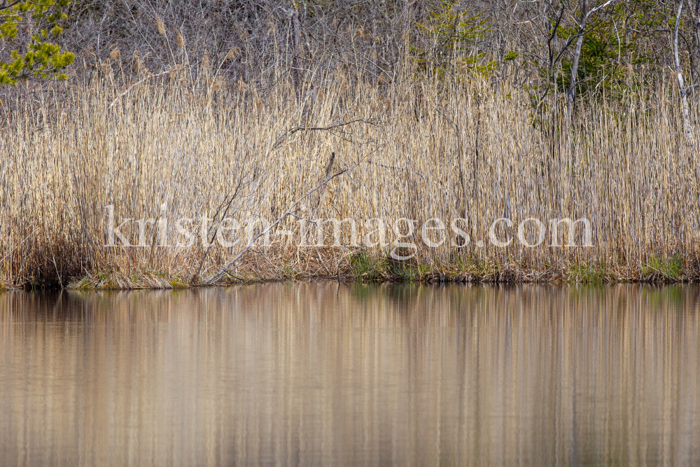 Schilf, Schilfrohr, Phragmites by kristen-images.com