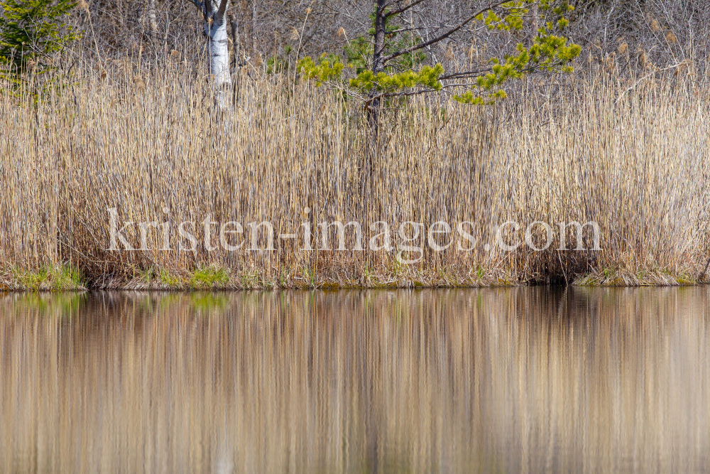 Schilf, Schilfrohr, Phragmites by kristen-images.com