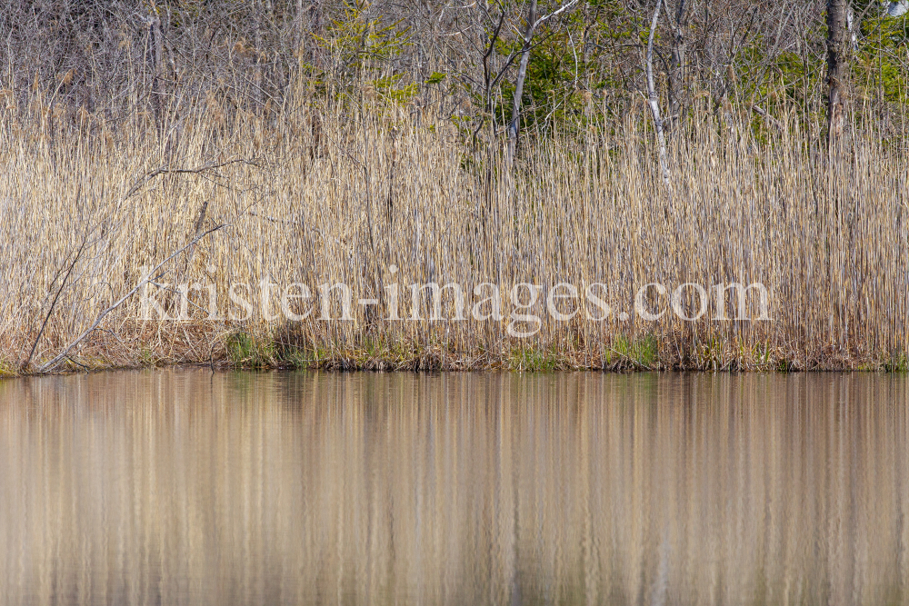 Schilf, Schilfrohr, Phragmites by kristen-images.com