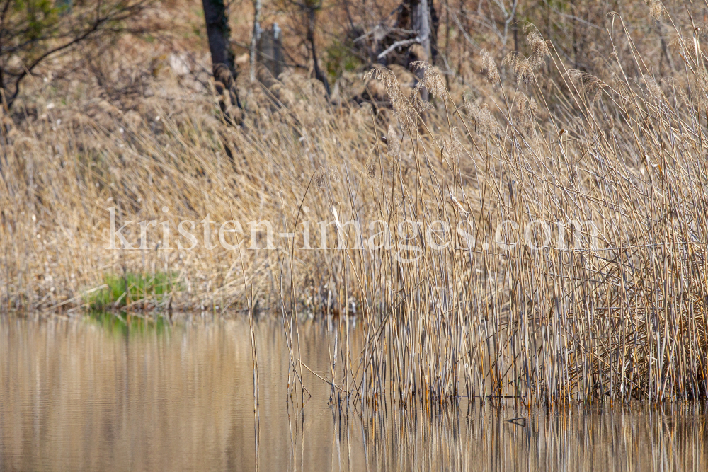 Schilf, Schilfrohr, Phragmites by kristen-images.com