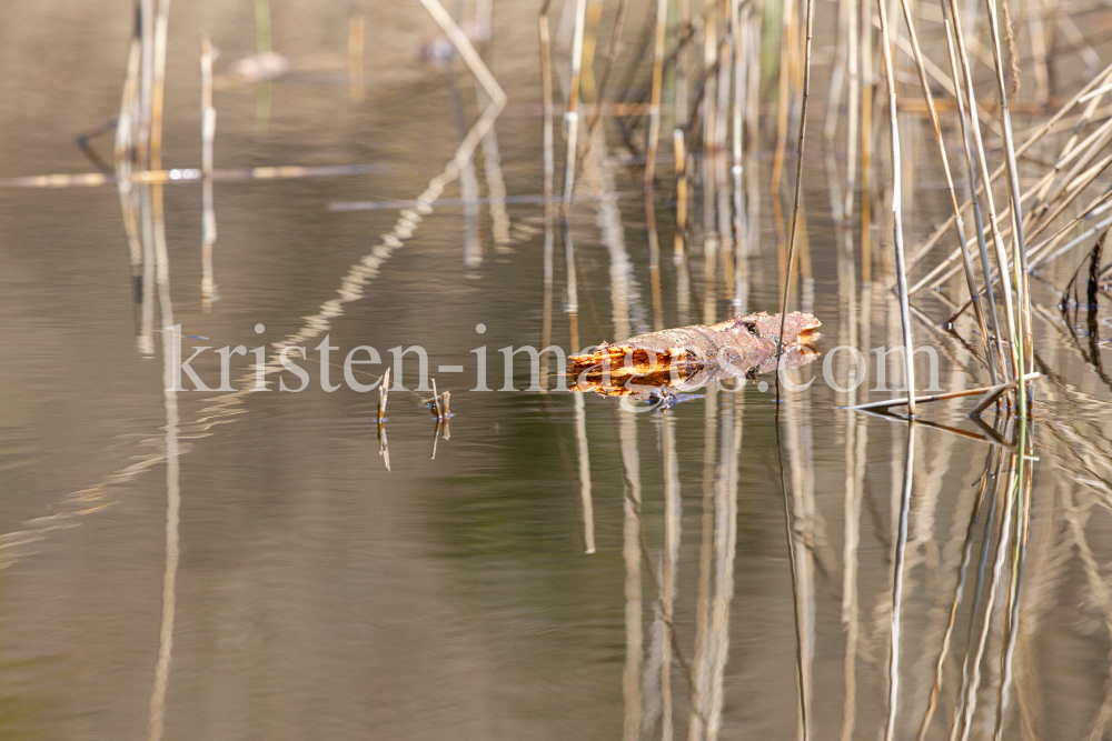 Schilf im See, Schilfrohr, Phragmites by kristen-images.com