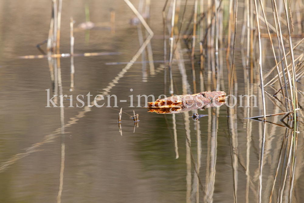 Schilf im See, Schilfrohr, Phragmites by kristen-images.com