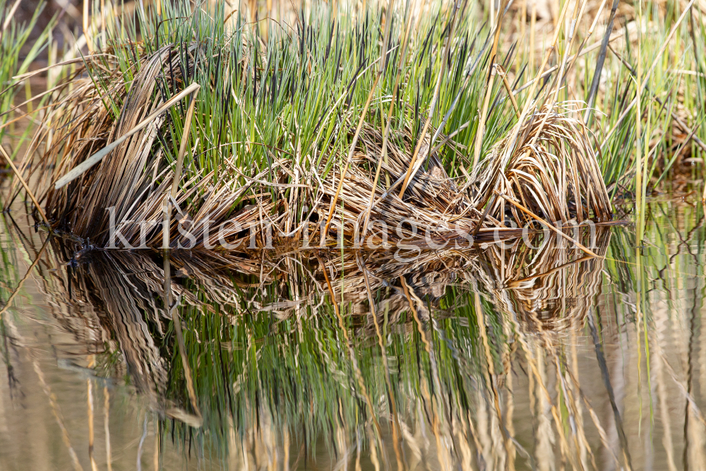 Schilf, Schilfrohr, Phragmites by kristen-images.com