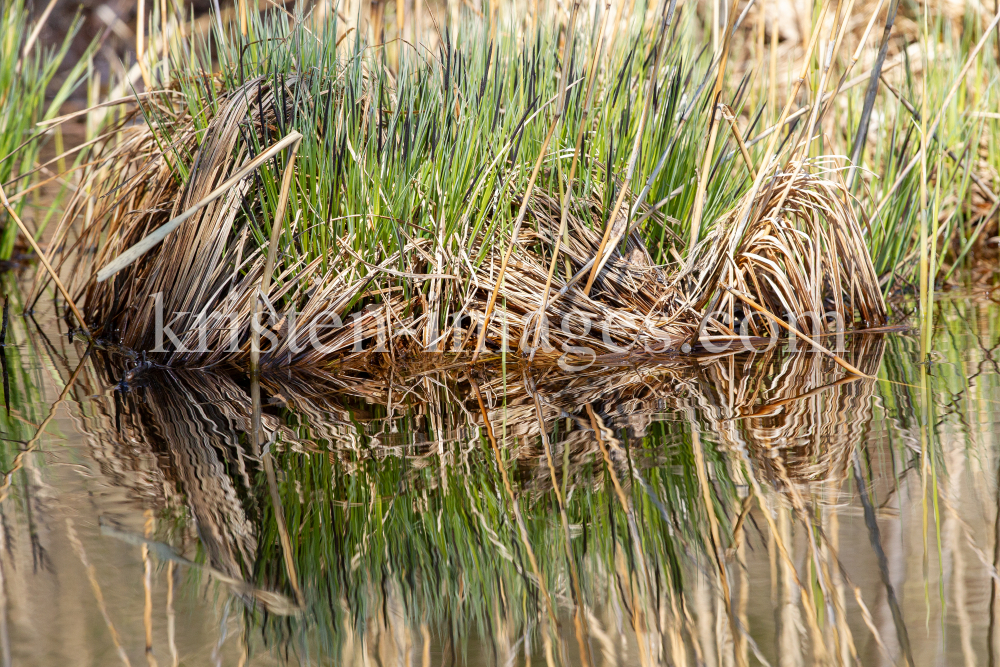 Schilf, Schilfrohr, Phragmites by kristen-images.com