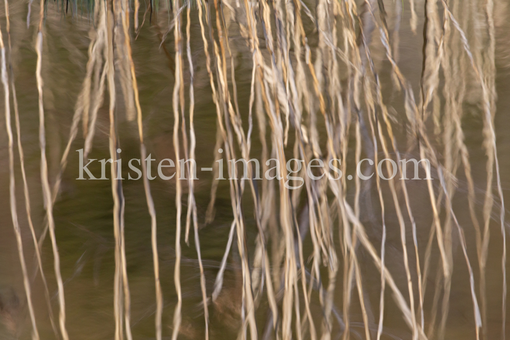 Schilf spiegelt sich im Wasser, Schilfrohr, Phragmites by kristen-images.com