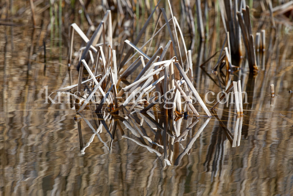 Schilf, Schilfrohr, Phragmites by kristen-images.com