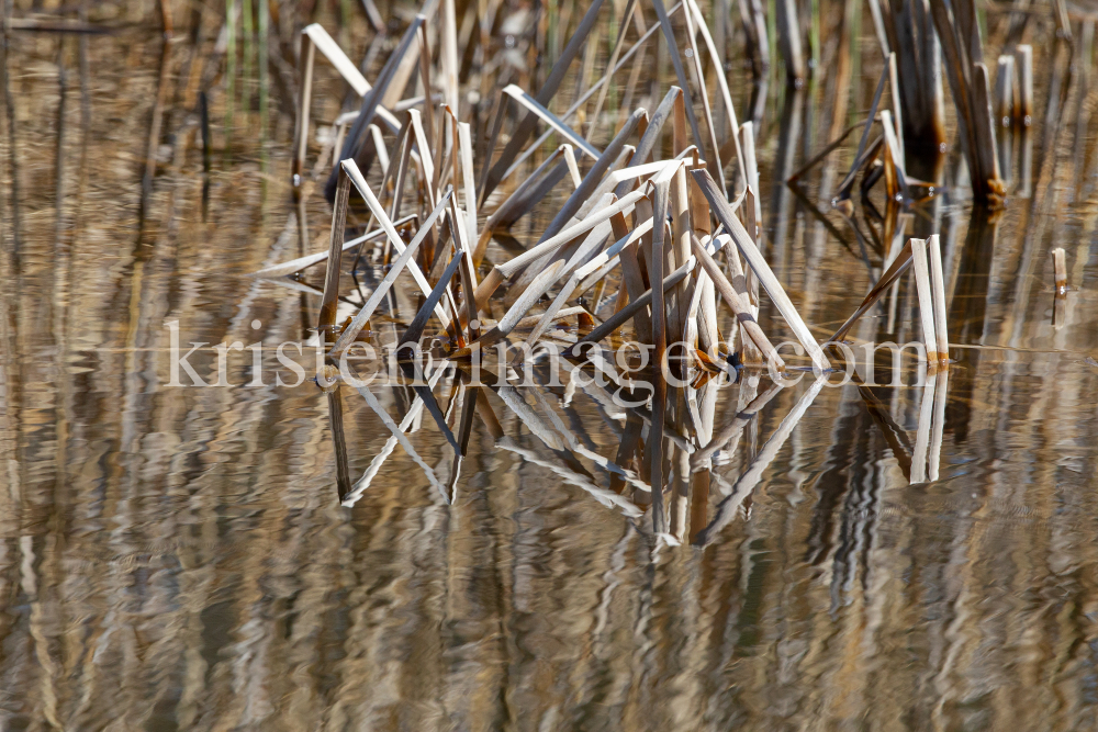 Schilf, Schilfrohr, Phragmites by kristen-images.com