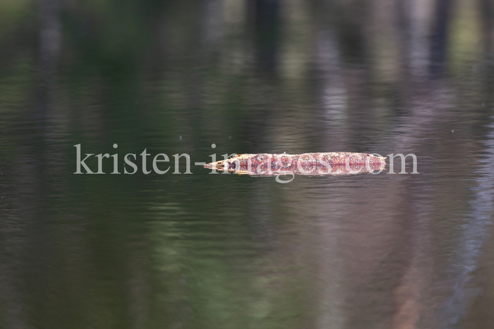 Holzast im Wasser by kristen-images.com