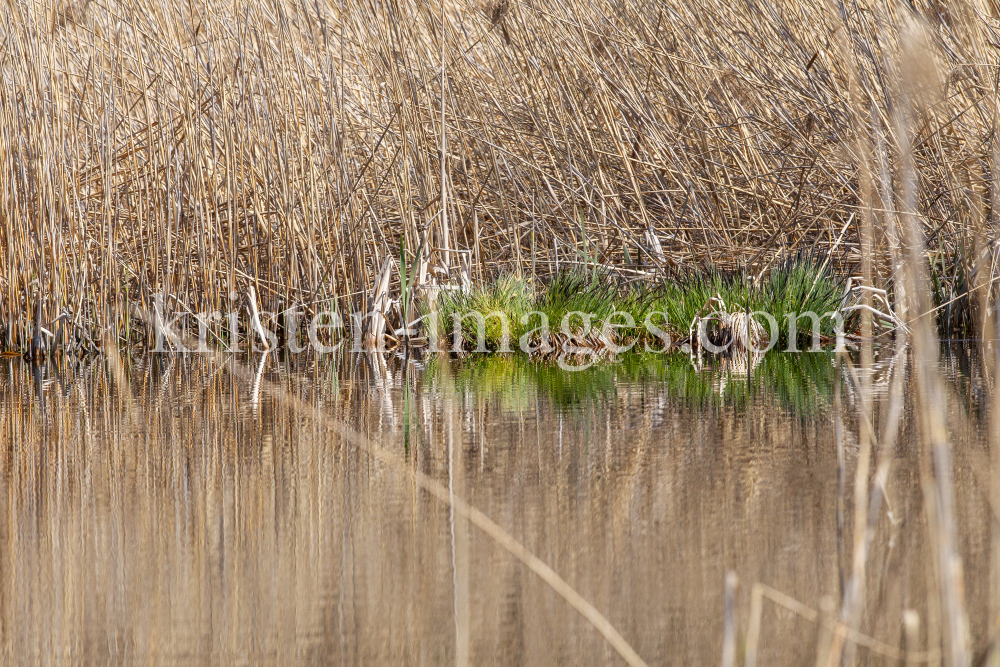 Schilf, Schilfrohr, Phragmites by kristen-images.com