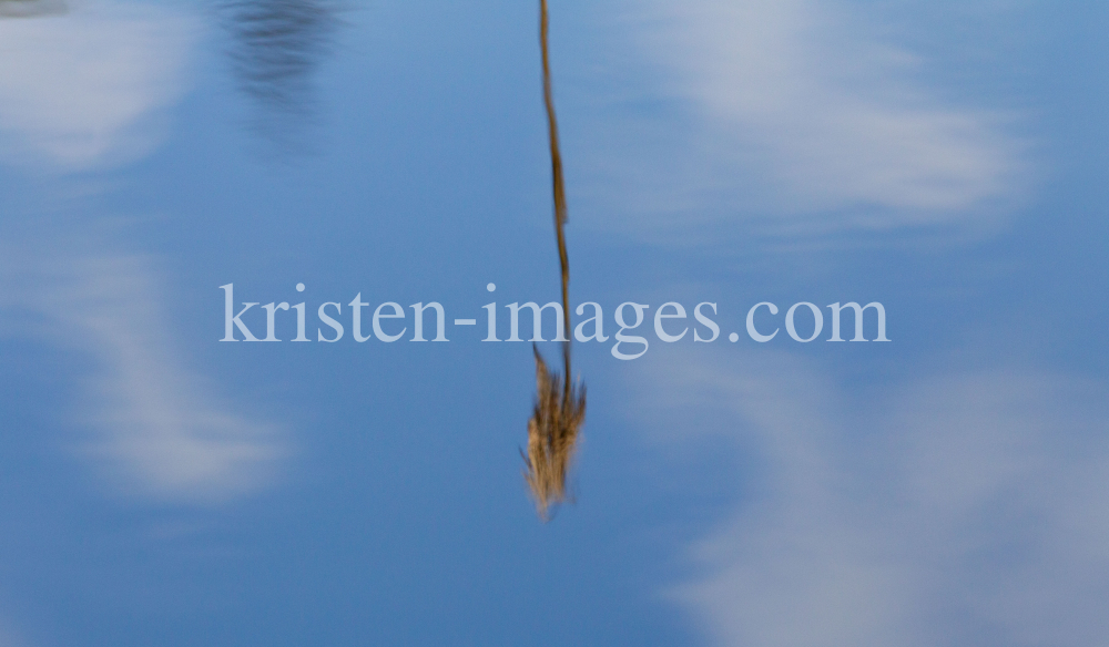 Schilf spiegelt sich im Wasser, Schilfrohr, Phragmites by kristen-images.com