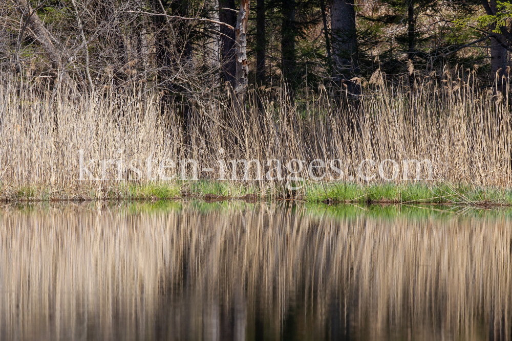 Schilf, Schilfrohr, Phragmites by kristen-images.com