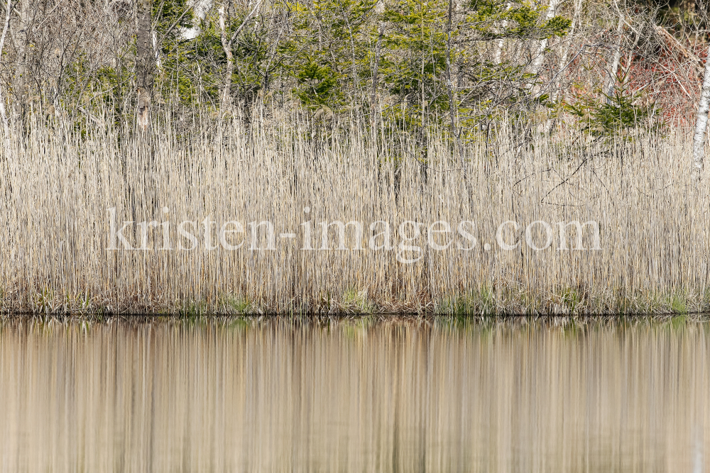 Schilf, Schilfrohr, Phragmites by kristen-images.com