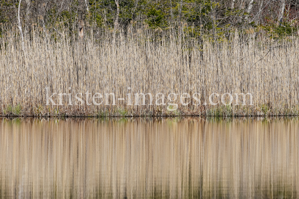 Schilf, Schilfrohr, Phragmites by kristen-images.com