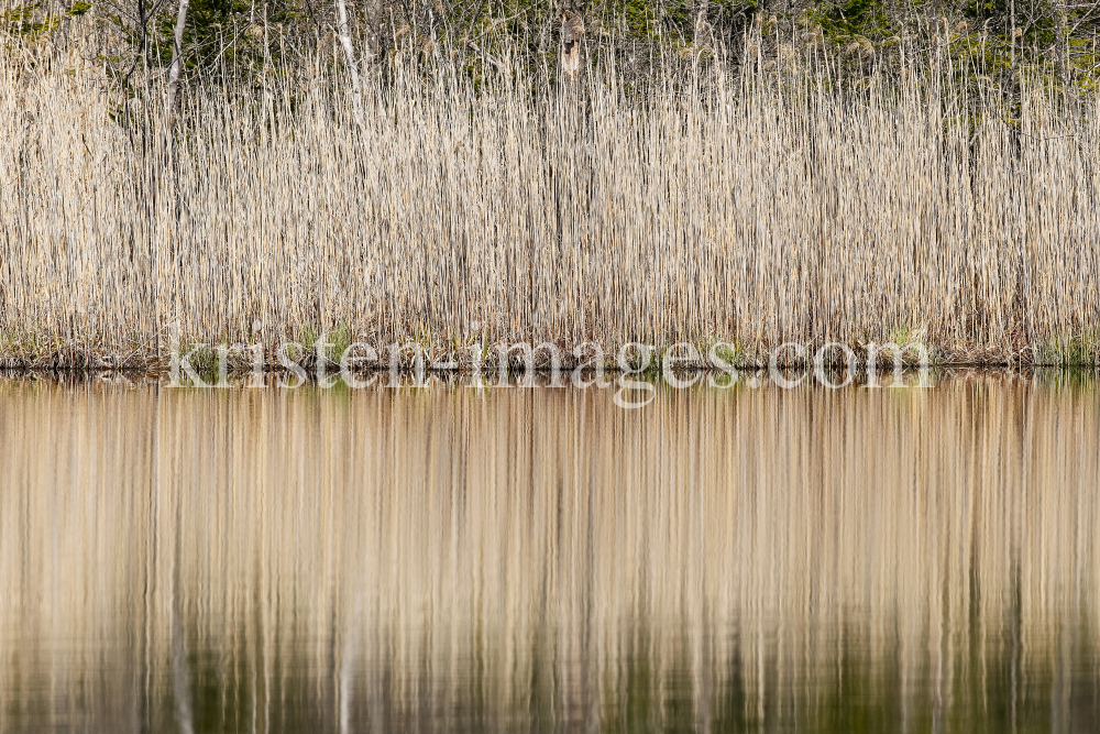 Schilf, Schilfrohr, Phragmites by kristen-images.com