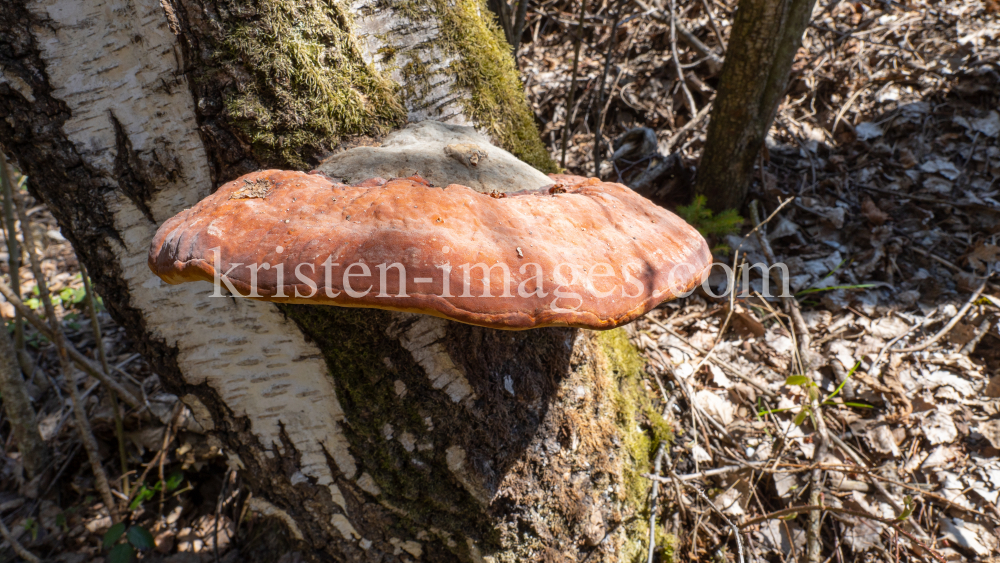 Birkenporling auf einem Birkenstamm by kristen-images.com